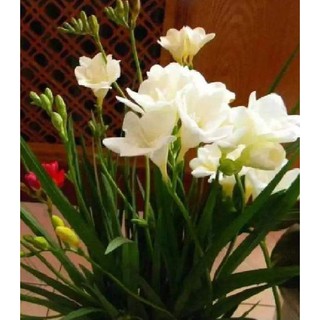 Củ giống hoa lan nam phi hoa màu trắng - ( 1 củ kèm viên nén xơ dừa ươm củ ) - STHG2
