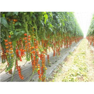 Gói 30 hạt giống cà chua chuỗi ngọc