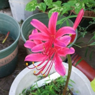 Hoa lycorric