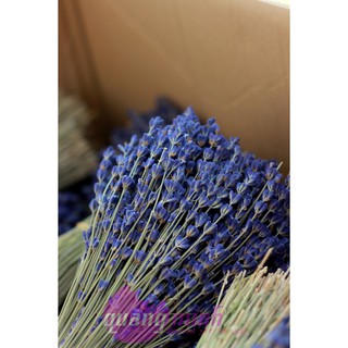 Bó hoa lavender khô thuần túy