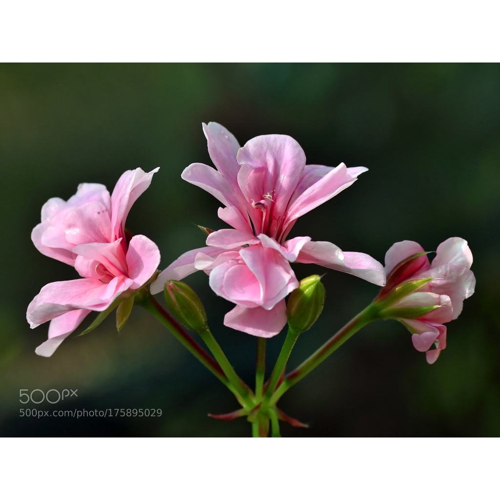 Bộ máy ảnh Nikon D5200 kèm ống kính AF-S NIKKOR 18-55mm F3.5-5.6
