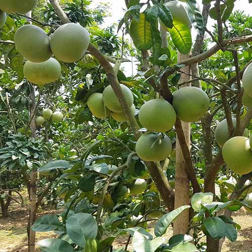 Combo 3 cây giống bưởi siêu ngọt
