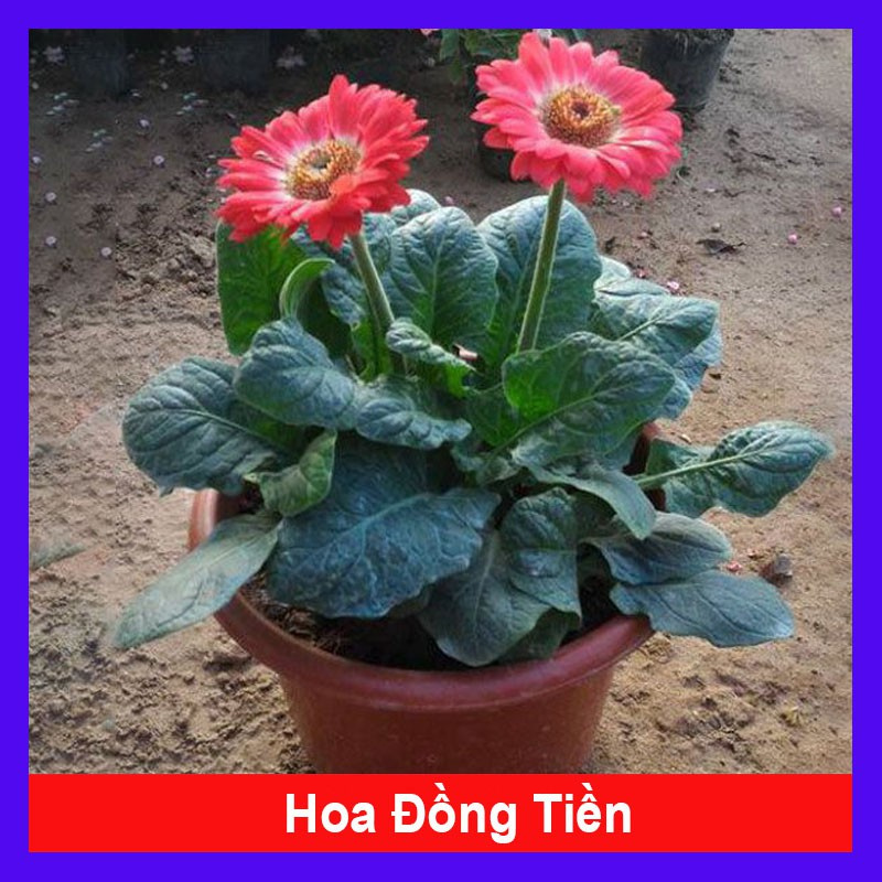Caykiengsadec - Cây Hoa Đồng Tiền - Cây cảnh sân vườn