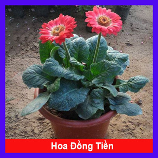 Caykiengsadec - Cây Hoa Đồng Tiền - Cây cảnh sân vườn