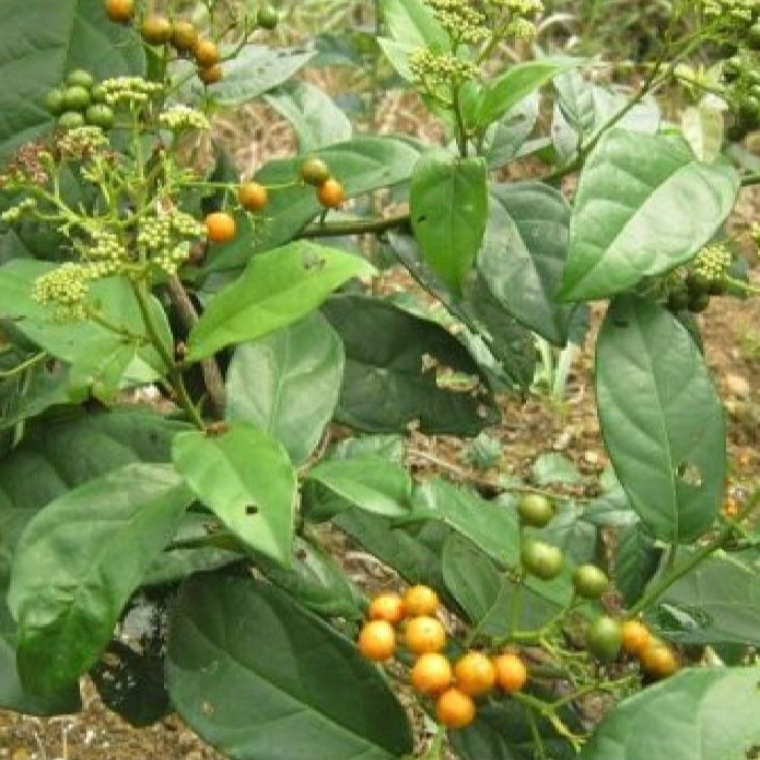 Hạt Giống Cây Xạ Đen -