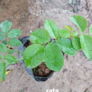 Combo 5 Bầu chiết hoa hồng ngoại