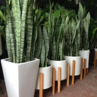 3 Cây lưõi hổ xanh trưởng thành cao đẹp như  hình