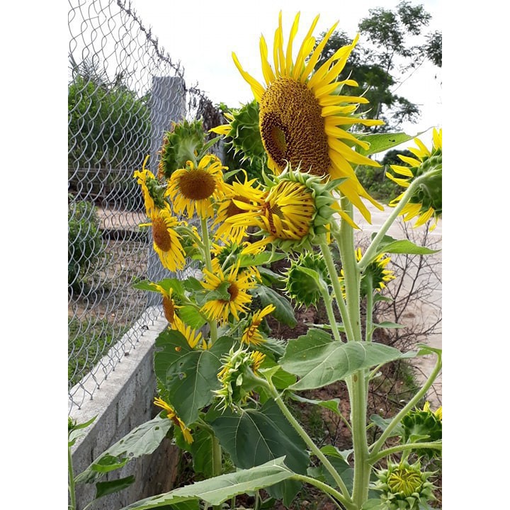 Hạt Giống Hoa Hướng Dương Cao