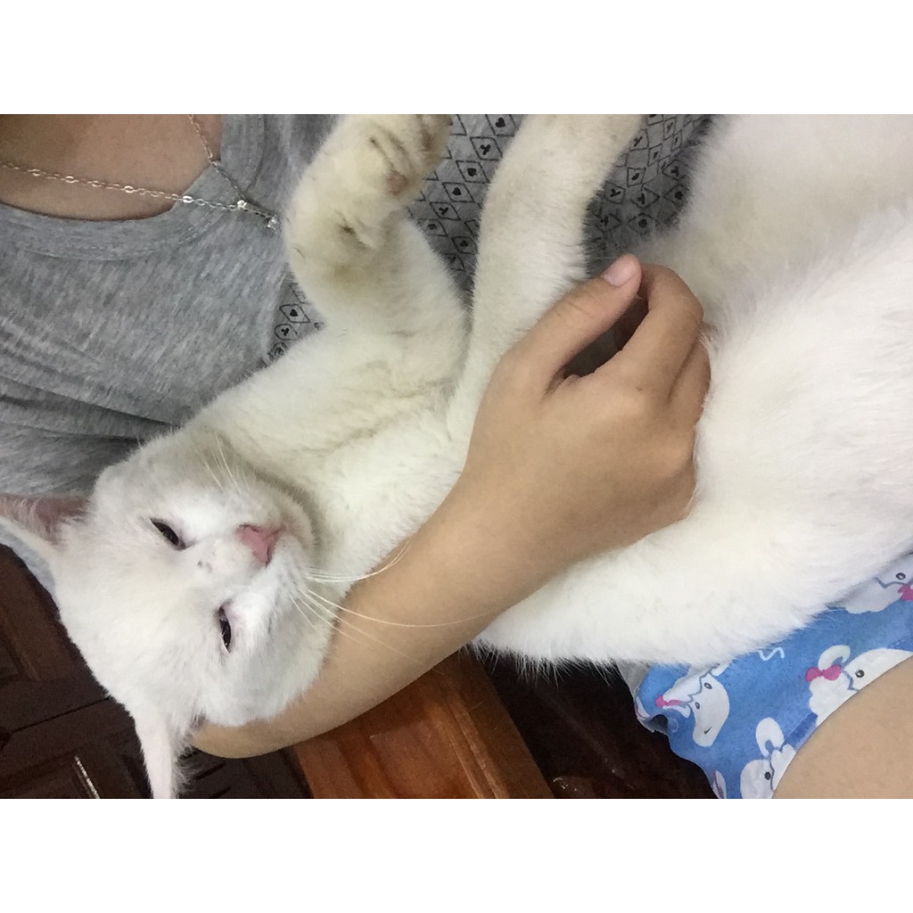 Đũy mèo mập ham ăn ham chơi không bao giờ bắt chuột chưa hết còn hay ị bậy