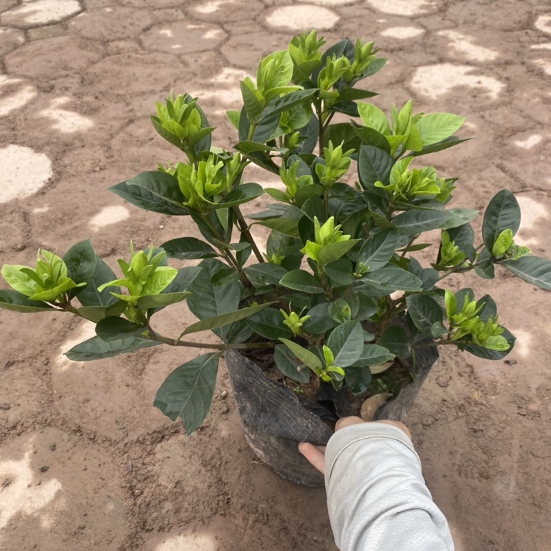 Cây hoa bạch thiên hương  có hương thơm ngào ngạt