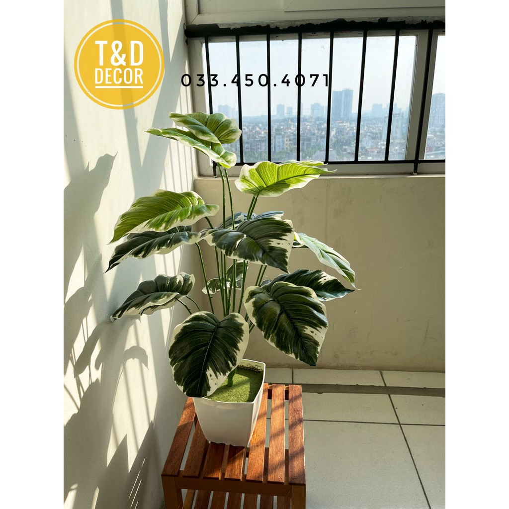 Trầu bà viền trắng 70cm - cây hoa giả decor