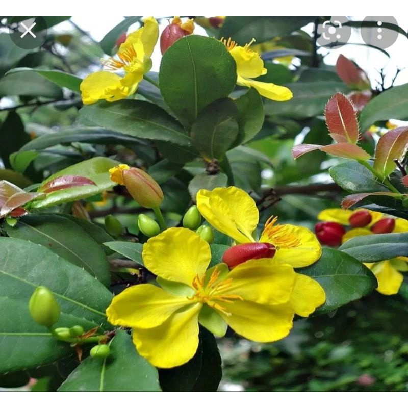 Combo 5 cây mai tứ quý