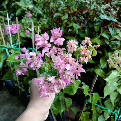 Chậu hoa giấy hoa kép