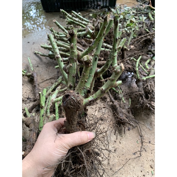 COMBO 5 CÂY HỒNG LEO ĐỦ MÀU ĐÃ KÍCH RỄ KÍCH MẦM SẴN