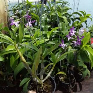 Hoa lan denro nắng tre tím
