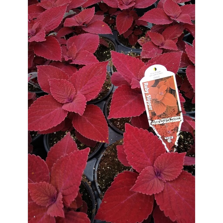 Cây Coleus scutellarioides Ruby Slippers (Lá Gấm Ruby Slippers) chậu nhựa 10cm