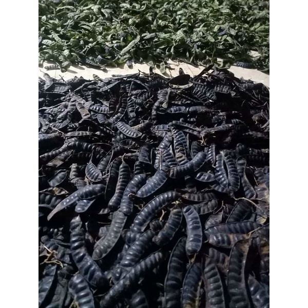 Quả bồ kết phơi khô 1 kg ( quả chín rụng cây)