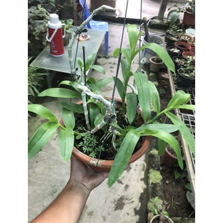 giò lan trầm thái 7 thân tơ