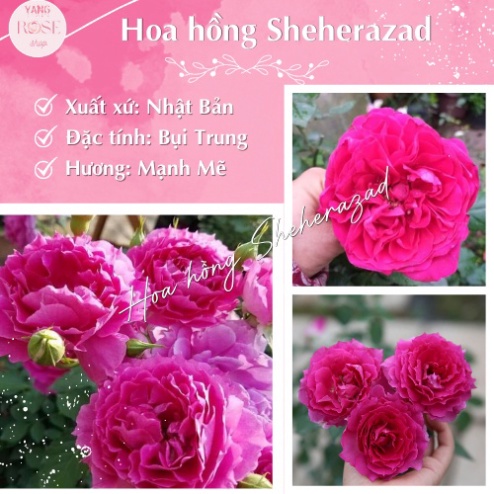 Hoa hồng ngoại Sheherazad bụi Nhật Bản, màu đỏ tím rượu vang lâu tàn hương thơm mạnh mẽ YangRoSeShop 94
