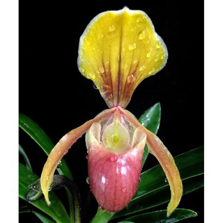 1 bó lan HÀI HELEN RỪNG TUYÊN QUANG- cây giống lan rừng