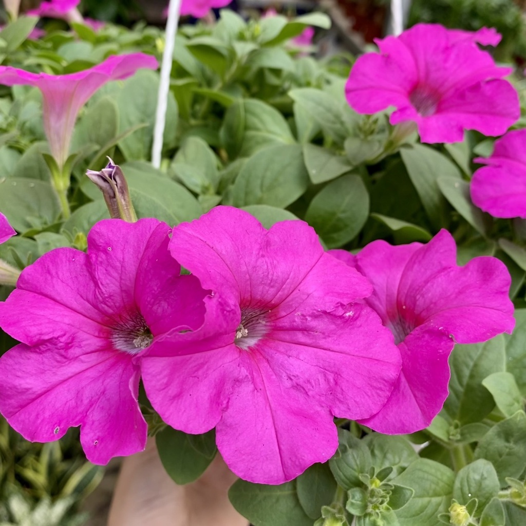 Hoa Dạ Yến Thảo nở 4 mùa dễ chăm sóc