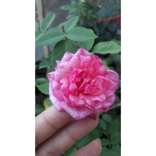 Hoa Hồng Cổ Sapa