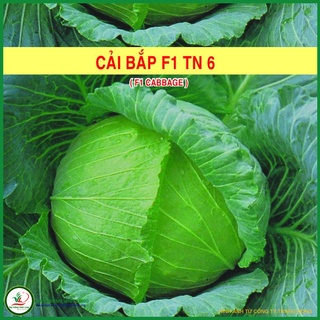 Hạt giống Bắp cải Nhật TN 6 - 1g