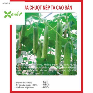 Hạt giống Dưa Chuột Nếp Ta 10 Hạt