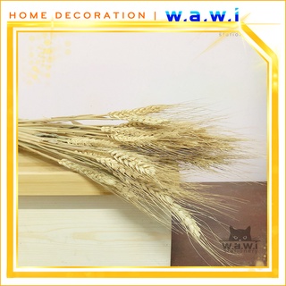 [WAWI] 10 cành (tặng 1) bông lúa mạch khô chụp decor