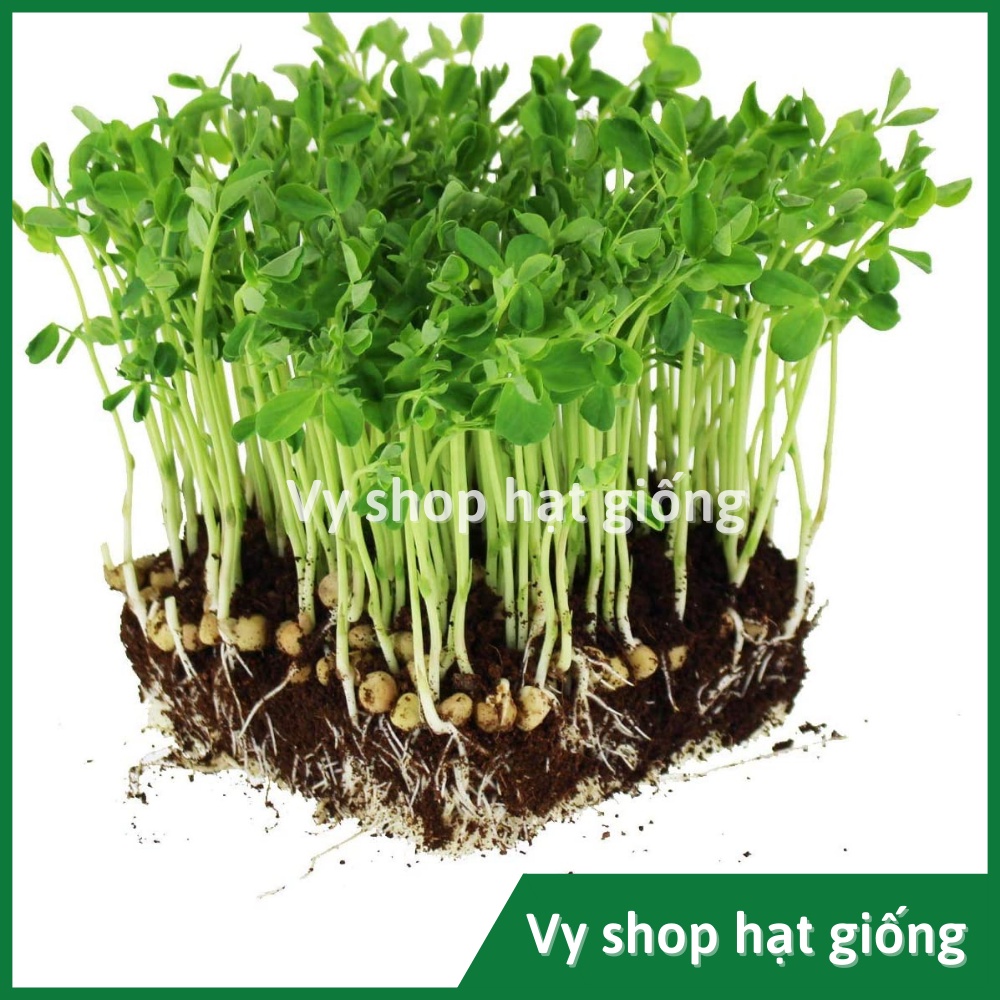 Hạt giống rau mầm đậu Hà Lan thân bụi Thái Lan gói 60 hạt