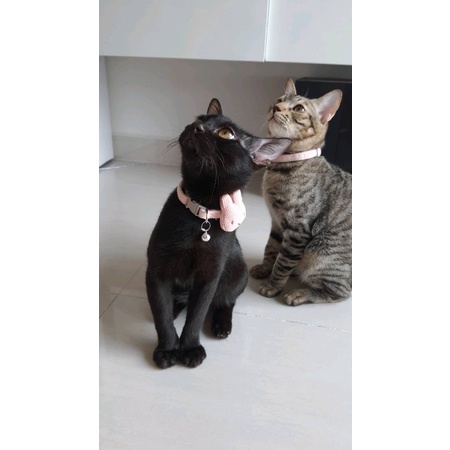 vòng cổ cho mèo chó hình thỏ hình nơ xinh xắn bông hoa