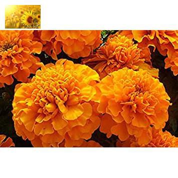 Hạt Giống Hoa Cúc Vạn Thọ Pháp Vàng Cam  - MUA 3 TẶNG 1 CÙNG LOẠI