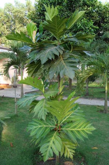 Cây Sake.... Sáp....siêu trái....1m50☆☆☆☆☆