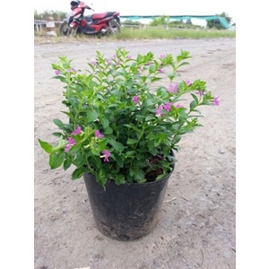 sale tết Hạt giống cẩm tú mai cao 15-20cm đường kính 15-20 HẠT hoa nở rực rỡ