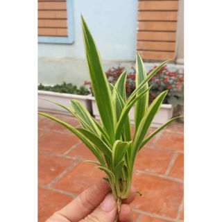 Cỏ lan chi(cây dây nhện) mini