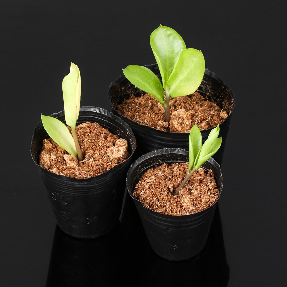 Set 100 Túi Trồng Cây Thân Thiện Với Môi Trường