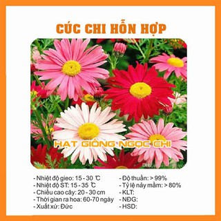Hạt Giống Hoa Cúc Chi Hỗn Hợp - 50 Hạt