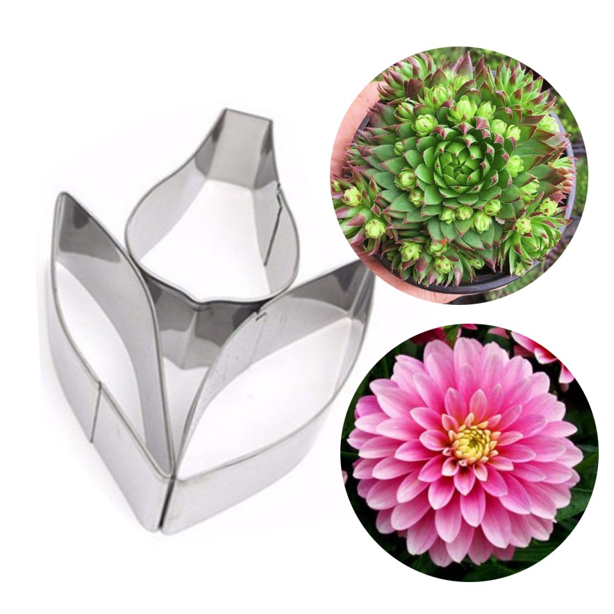 KHUÔN CẮT LÀM HOA SEN ĐÁ, THƯỢC DƯỢC - DẠY LÀM HOA ĐẤT SÉT, HOA ĐƯỜNG, XÔI HOA ĐẬU