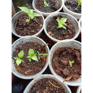 Hạt giống ớt Pumpkin (ớt bí ngô)