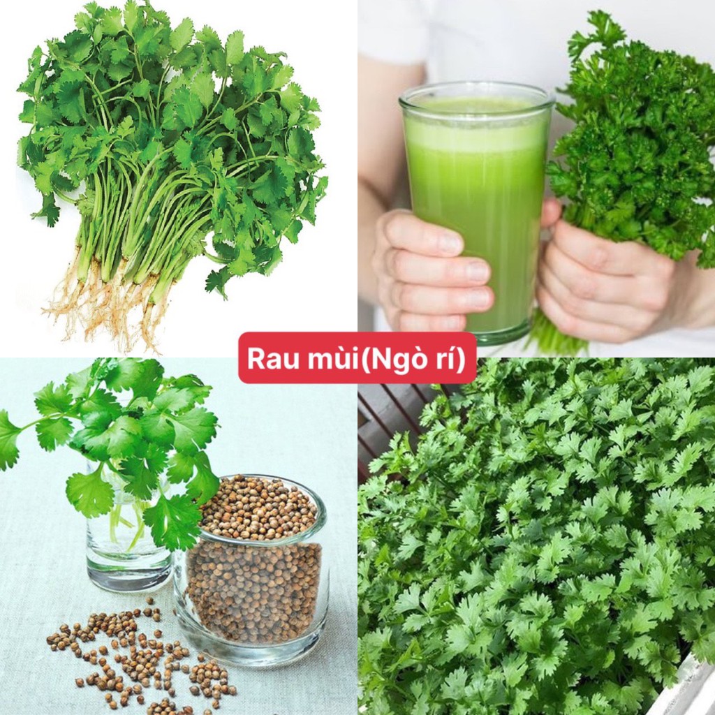 Hạt giống rau mùi ( ngò rí ) gói 200 hạt siêu dễ trồng kháng bệnh tốt năng suất cao cửa hàng hạt giống uy tín