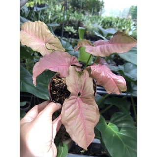 Cây giống trầu bà hồng - bán ảnh cuối