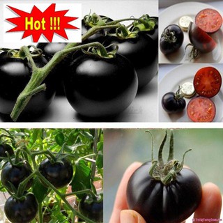 Hạt giống cà chua bi đen 30 hạt