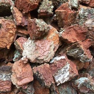 Vỏ thông trồng lan đã xử lý sấy khô