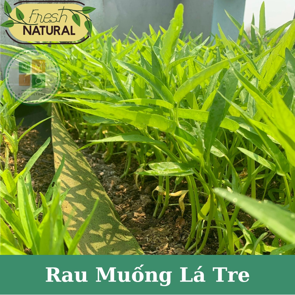 Hạt giống rau muống lá tre siêu ngọn