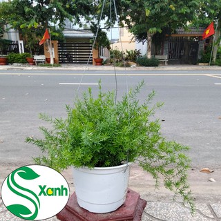 Chậu Treo Thiên Môn Đông
