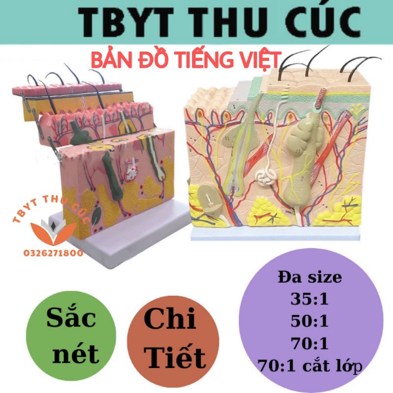 Mô hình da-Mô hình giải phẫu da 3D-có BẢN ĐỒ TIẾNG VIỆT