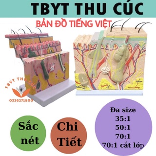Mô hình da-mô hình giải phẫu da 3d-có bản đồ tiếng việt