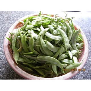 10 Hạt Đậu Ván