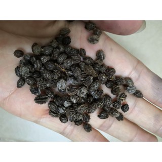 1 Lạng hạt giống đu đủ lùn siêu trái