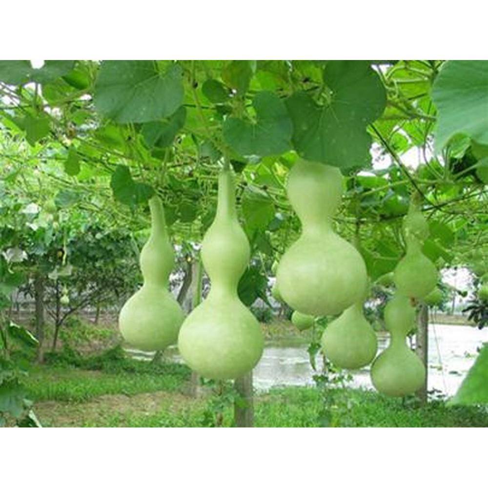 Hạt Giồng Bầu HỒ LÔ - Bầu Chưng Tết gói 10hạt